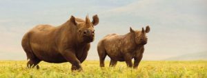 Black rhino Ngorongoro Crater