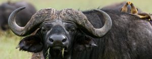 Buffalo close up Tanzania