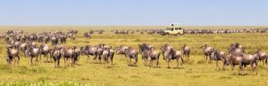 About us Afroriginal Tours & Safaris