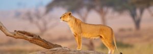 Lion in Serengeti get quote safari