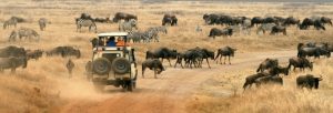 Serengeti Migration wildebeest Tanzania