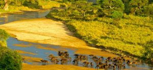 Tarangire River buffaloes Tanzania