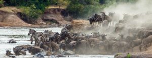 Migratie wildebeest Mara River Tanzania